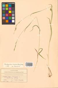 Brachypodium sylvaticum (Huds.) P.Beauv., Siberia, Russian Far East (S6) (Russia)