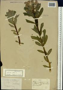 Euphorbia pilosa L., Siberia, Altai & Sayany Mountains (S2) (Russia)