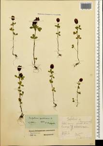 Trifolium spadiceum L., Caucasus, North Ossetia, Ingushetia & Chechnya (K1c) (Russia)