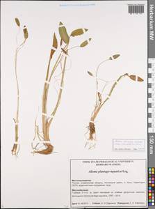 Alisma plantago-aquatica L., Siberia, Russian Far East (S6) (Russia)