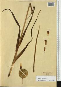 Allium obliquum L., Botanic gardens and arboreta (GARD) (Estonia)