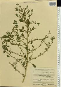 Amaranthus albus L., Eastern Europe, North-Western region (E2) (Russia)