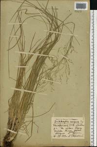 Deschampsia cespitosa (L.) P.Beauv., Eastern Europe, Belarus (E3a) (Belarus)