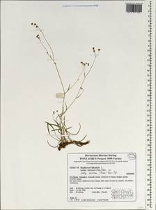 Bupleurum nordmannianum Ledeb., South Asia, South Asia (Asia outside ex-Soviet states and Mongolia) (ASIA) (Turkey)