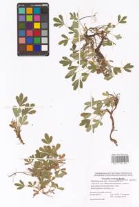 Potentilla cinerea subsp. incana (G. Gaertn., B. Mey. & Scherb.) Asch., Eastern Europe, Eastern region (E10) (Russia)