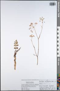 Pimpinella saxifraga L., Eastern Europe, Central region (E4) (Russia)