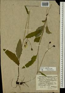 Hieracium lachenalii subsp. deductum (Sudre) Greuter, Eastern Europe, Moscow region (E4a) (Russia)