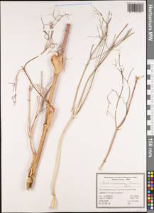 Ferula macrocolea (Boiss.) Boiss., South Asia, South Asia (Asia outside ex-Soviet states and Mongolia) (ASIA) (Iran)