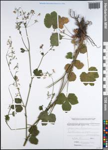 Pimpinella tripartita Kalen., Caucasus, Black Sea Shore (from Novorossiysk to Adler) (K3) (Russia)