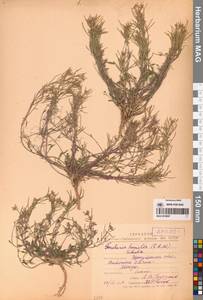 Braya humilis subsp. humilis, Siberia, Baikal & Transbaikal region (S4) (Russia)