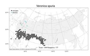 Veronica spuria L., Atlas of the Russian Flora (FLORUS) (Russia)