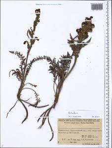 Pedicularis, Middle Asia, Pamir & Pamiro-Alai (M2) (Tajikistan)