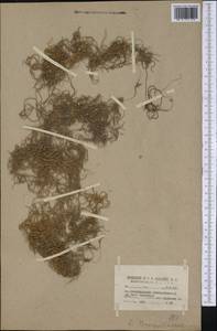 Tillandsia usneoides (L.) L., America (AMER) (United States)