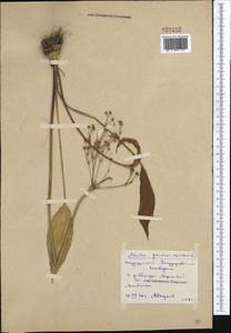 Alisma lanceolatum With., Middle Asia, Northern & Central Kazakhstan (M10) (Kazakhstan)