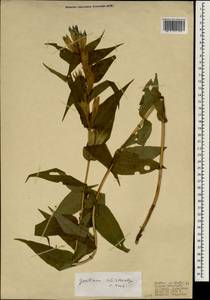 Gentiana asclepiadea L., South Asia, South Asia (Asia outside ex-Soviet states and Mongolia) (ASIA) (Turkey)