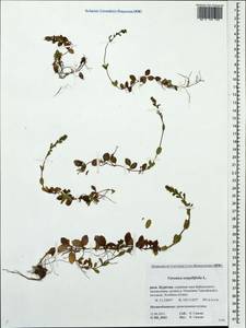 Veronica serpyllifolia L., Siberia, Baikal & Transbaikal region (S4) (Russia)