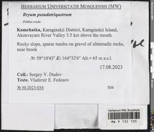 Ptychostomum pseudotriquetrum (Hedw.) J.R. Spence & H.P. Ramsay, Bryophytes, Bryophytes - Chukotka & Kamchatka (B21) (Russia)