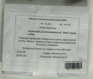 Warnstorfia pseudostraminea (Müll. Hal.) Tuom. & T.J. Kop., Bryophytes, Bryophytes - Krasnoyarsk Krai, Tyva & Khakassia (B17) (Russia)