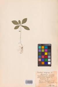 Lysimachia europaea (L.) U.Manns & Anderb., Eastern Europe, Moscow region (E4a) (Russia)