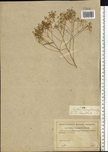 Lepidium coronopifolium Fisch. ex DC., Eastern Europe, Lower Volga region (E9) (Russia)