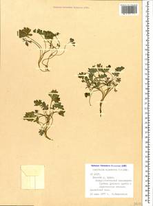 Corydalis alpestris C. A. Mey., Caucasus, North Ossetia, Ingushetia & Chechnya (K1c) (Russia)