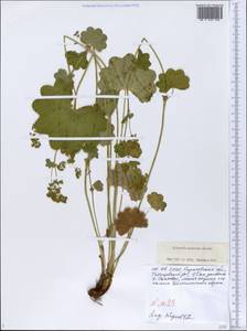 Alchemilla nemoralis Alechin, Eastern Europe, Lower Volga region (E9) (Russia)
