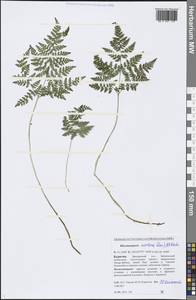 Cystopteris montana (Lam.) Bernh., Siberia, Baikal & Transbaikal region (S4) (Russia)