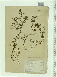 Lythrum portula (L.) D. A. Webb, Eastern Europe, Moscow region (E4a) (Russia)