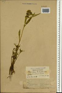 Bidens cernua L., Mongolia (MONG) (Mongolia)