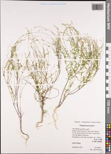 Polygala paniculata L., South Asia, South Asia (Asia outside ex-Soviet states and Mongolia) (ASIA) (Vietnam)