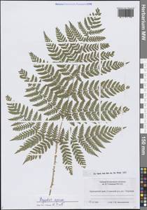 Dryopteris expansa (C.Presl) Fraser-Jenk. & Jermy, Siberia, Russian Far East (S6) (Russia)