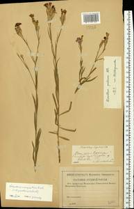Dianthus pratensis, Eastern Europe, Middle Volga region (E8) (Russia)