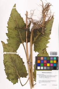 Silphium perfoliatum L., Eastern Europe, Central region (E4) (Russia)