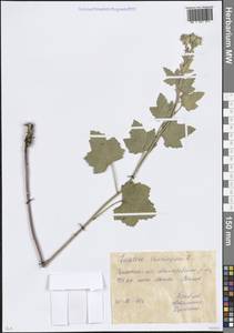 Malva thuringiaca subsp. thuringiaca, Eastern Europe, Rostov Oblast (E12a) (Russia)