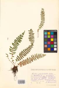 Woodsia polystichoides D. C. Eat., Siberia, Russian Far East (S6) (Russia)