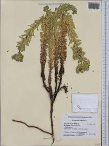 Euphorbia paralias L., Western Europe (EUR) (Bulgaria)