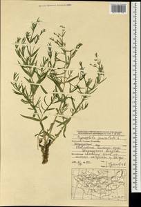 Gypsophila paniculata L., Mongolia (MONG) (Mongolia)