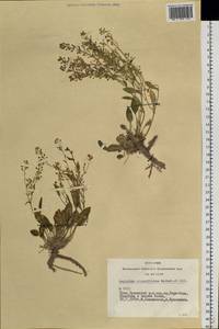 Lepidium cartilagineum (J. Mayer) Thell., Siberia, Altai & Sayany Mountains (S2) (Russia)