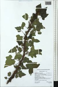 Hedera helix L., Western Europe (EUR) (Italy)