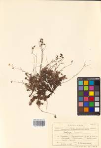 Saxifraga cherlerioides D. Don, Siberia, Russian Far East (S6) (Russia)