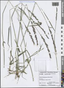 Elymus macrourus (Turcz. ex Steud.) Tzvelev, Siberia, Central Siberia (S3) (Russia)