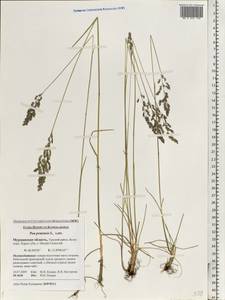 Poa pratensis L., Eastern Europe, Northern region (E1) (Russia)