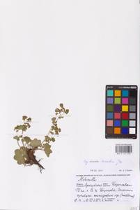 Alchemilla sarmatica Juz., Eastern Europe, Central forest region (E5) (Russia)