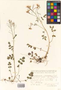 Cardamine prorepens Fisch. ex DC., Siberia, Russian Far East (S6) (Russia)