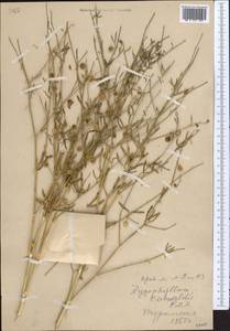 Zygophyllum eichwaldii C. A. Mey., Middle Asia, Karakum (M6) (Turkmenistan)