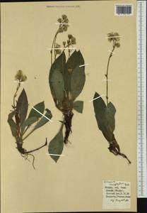 Hieracium schmidtii subsp. lasiophyllum (W. D. J. Koch) O. Bolòs & Vigo, Western Europe (EUR) (Italy)
