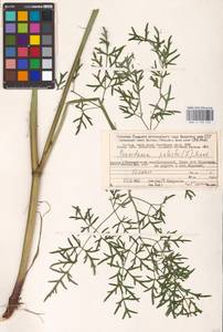 Thysselinum palustre (L.) Hoffm., Eastern Europe, Northern region (E1) (Russia)