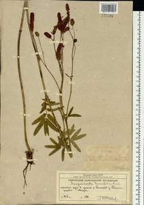 Poterium tenuifolium (Fisch. ex Link) Franch. & Sav., Siberia, Chukotka & Kamchatka (S7) (Russia)