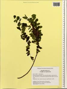 Amorpha fruticosa L., Caucasus, Black Sea Shore (from Novorossiysk to Adler) (K3) (Russia)