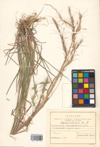 Elymus sibiricus L., Siberia, Russian Far East (S6) (Russia)